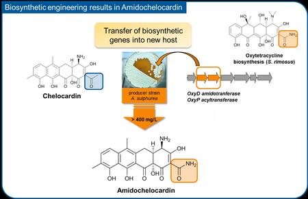 Biosynthetic engineering results in Amidochelocardin