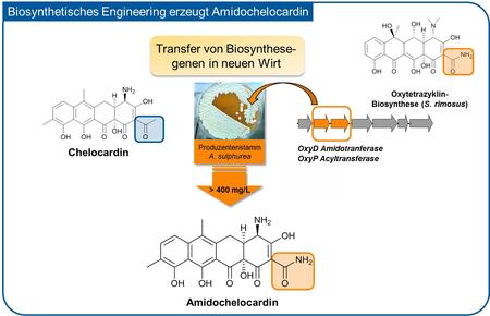 Amidochelocardin