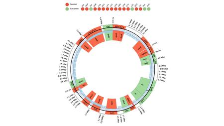 Ringförmiges Antibiotikaresistenz-Profil eines klinischen Mycobacterium tuberculosis Stamms aus Mosambik, welches mittels Gesamtgenom-Sequenzierung bestimmt wurde. Die rot-grünen Flächen zeigen im inneren Ring den Gennamen der Genom-Abschnitte (Vergrößerung 500x), die auf Resistenzmutationen überprüft wurden, und auf dem äußeren Ring das betroffene Antibiotikum. An dem äußeren Ring wird die genomische Position in Millionen Basenpaaren angezeigt.