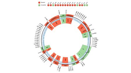 Ringförmiges Antibiotikaresistenz-Profil eines klinischen Mycobacterium tuberculosis Stamms aus Mosambik, welches mittels Gesamtgenom-Sequenzierung bestimmt wurde. Die rot-grünen Flächen zeigen im inneren Ring den Gennamen der Genom-Abschnitte (Vergrößerung 500x), die auf Resistenzmutationen überprüft wurden, und auf dem äußeren Ring das betroffene Antibiotikum. An dem äußeren Ring wird die genomische Position in Millionen Basenpaaren angezeigt.