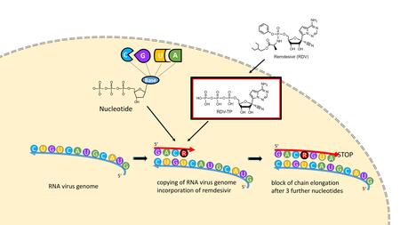 Graphic depiction of the mode of action of the nucleoside analogue Remdesivir 
