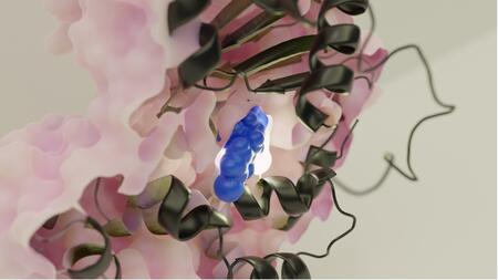 Berechnete Molekularstruktur des HilD-Regulatorproteins und der Bindung des Pathoblockers C26.