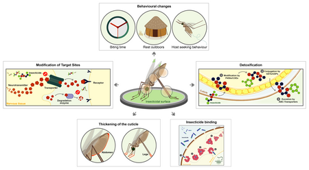 Schematische Darstellung verschiedener Phänotypen der Insektizid-Resistenz bei Anopheles Mücken: Veränderung molekularer Insektizidangriffspunkte und des Detoxifizierungsmetabolismus, Verdickung der Außenhaut, Verhaltensänderungen