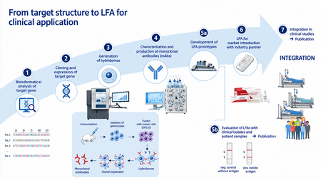 Schematic representation of the development of a lateral flow assay (LFA), from the selection and bioinformatic analysis of suitable targets through the production of monoclonal antibodies and the development and evaluation of LFA prototypes to market introduction and integration into clinical studies. This image was modified using AI.