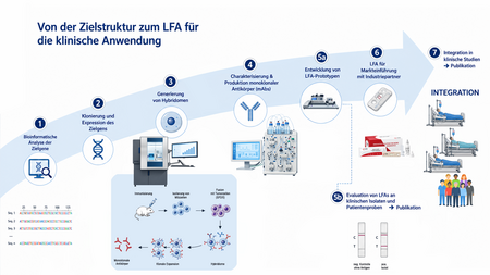 Schematische Darstellung der Entwicklung eines Lateral-Flow-Assays (LFA) von der Auswahl und bioinformatischen Analyse geeigneter Zielstrukturen über die Herstellung monoklonaler Antikörper und die Entwicklung und Evaluation von LFA-Prototypen bis zur Markteinführung und Integration in klinische Studien. Dieses Bild wurde mit KI verändert.