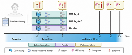 Schematische Darstellung des VRE-ex-Studiendesigns mit Screening, Randomisierung, drei Behandlungsarmen mit FMT oder Placebo, Probenentnahmen und Nachbeobachtung über 180 Tage.
