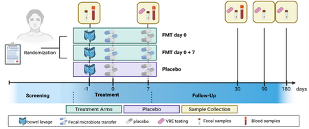 Schematic overview of the VRE-ex study design showing screening, randomization, three treatment arms with FMT or placebo, sample collection, and follow-up over 180 days.