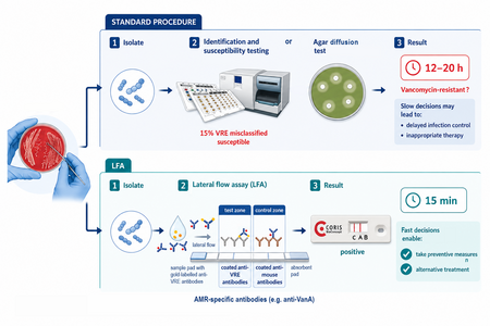 Comparison of the standard diagnostic workflow and a lateral flow assay (LFA) for detecting vancomycin resistance in Enterococcus faecium. The LFA provides results in 15 minutes instead of 12–20 hours.