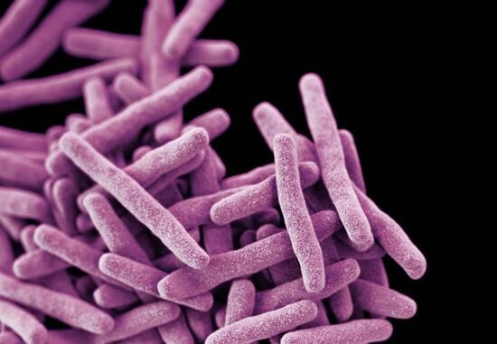 Tuberculosis bacteria