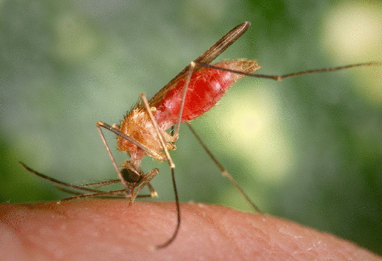Malaria is transferred by infected mosquitos