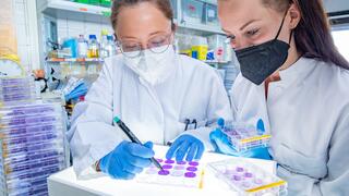 Two young female scientists in a biomedical laboratory evaluating a purple-stained plaque assay in cell culture plates with 12 wells each. 