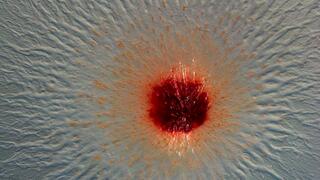 A colony of Pendulispora rubella with dark red centre and extensions developing outwards, changing colour from bright red to orange and translucent, on a blue-grey background