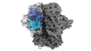Structural representation of the binding of antibody 04_A06 to the HIV-1 surface protein