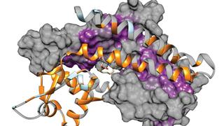 Schematische Darstellung in 3D des Transkriptionsfaktors Rv0678. Einige spiralförmige Aminosäureketten sind durch Violett- bzw. Goldfärbung hervorgehoben.