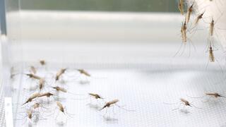 Adult mosquitoes of the species Anopheles stephensi