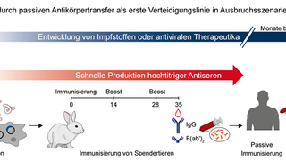 Antiseren gegen Viren