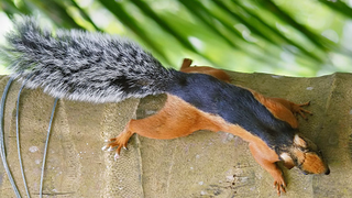Bornavirus aus Bunthörnchen gefährlich