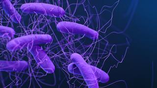 Der Erreger Clostridioides difficile