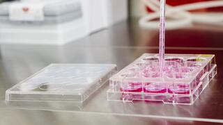 A cell culture plate with twelve wells is filled with a red liquid using a pipette.