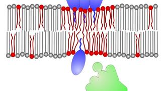 Wirkschema: Mehrere Daptomycin-Moleküle (oben; blau) schieben sich mit dem Schwanz voran zwischen die Membran-Lipide (grau bzw. rot). Dabei ziehen sie fluide Membran-Lipide (rot) zu sich heran. In der Folge löst sich ein wichtiges Enzym (grün)