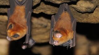 Ghanaian leaf-nosed bat: Bats form reservoirs for various viruses.als Reservoir.