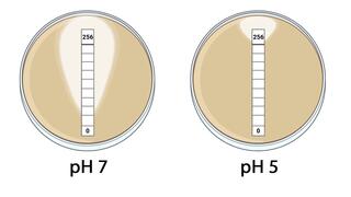 Schematic representation of two agar plates, each with a paper strip. On the left plate, an inhibition zone can be seen around the paper strip.