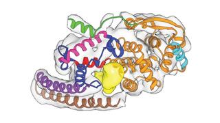 Erbgut im Klammergriff: Ein Ausleger des Nukleoprotein-Knäuels (unten) umfasst die RNA (gelb), die das Genom des Ebola-Virus trägt.
