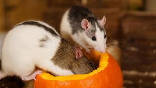 Two rats eating a Hokkaido pumpkin