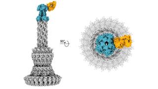 Kryo-Elektronenmikroskopische Rekonstruktion der molekularen Strukturen: Links die vertikale Darstellung der Bindung eines gelb gefärbten Antikörpers an die blau gefärbte Spitze des grau dargestellten Sekretionssystems. Rechts der Blick von oben auf die aus dieser Perspektive runde Bindungsstruktur. Zu sehen ist die Bindung des gelben Antikörpers seitlich an die blaue Spitze des Sekretionssystems.