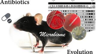 Illustration of a mouse surrounded by: Bacteria-containing capsules; red and green agar plates with bacterial colonies smeared out and test strips and platelets; DNA sequence comparison behind; and the words "Antibiotics", "Microbiome", and "Evolution".