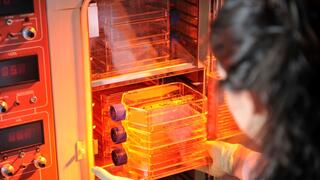 Cell cultures in an incubator