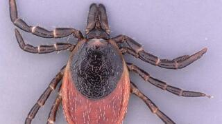 Ixodes inopinatus discovered in Germany.
