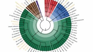 The picture shows the 76 different species included in the miBC collection, including 15 hitherto unknown taxa.