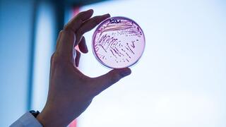 Multiresistente E. coli-Bakterien
