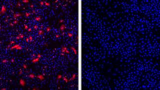 Der Eintritt des Hepatitis-D-Virus (rot) in menschliche Leberzellen (links) wird durch Myrcludex B blockiert (rechts).