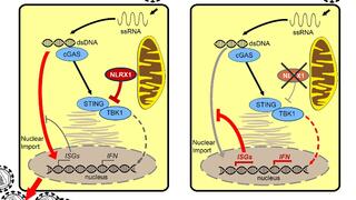 NLRX1 and HIV-1 infection a) NLRX1 attenuates immune reactions, thus enabling HIV replication. b) If NLRX1 is deactivated, the protective mechanisms can take effect causing a blockage of HIV replication