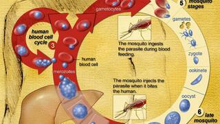 SC83288 was effective in the late stages of malaria