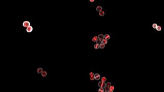 Fluorescence microscope image of round bacterial cells. In the center of each bacterial cell, a red-stained partition can be seen.