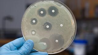 Testung von Antibiotikaresistenz in der Petrischale