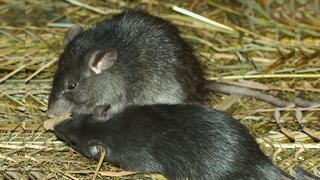 Zwei Hausratten mit schwarzem Fell auf Stroh