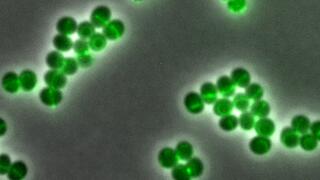 Daptomycin