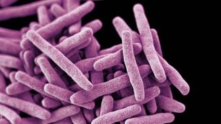 Tuberculosis bacteria