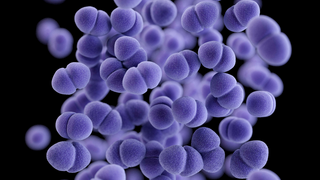 Diese Abbildung zeigt eine computergenerierte dreidimensionale (3D) Darstellung einer Ansammlung von paarweise angeordneten, sogenannten diplokokkalen, Vancomycin-resistenten Enterococcus (VRE)-Bakterien.