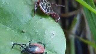 Two tick species sharing a leave: Ixodes ricinus in the front. (Please use this picture only in connection to the press release).