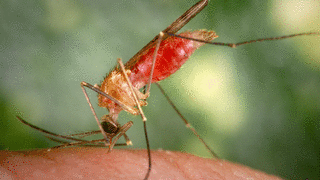 Malaria is transferred by infected mosquitos