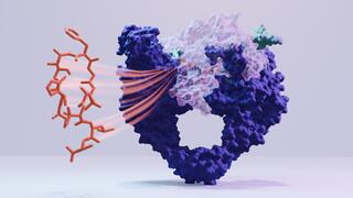 Molekularstrukturen von Corramycin und DNA-Gyrase, mit grafischem Hinweis, wo Corramycin an die Gyrase bindet.