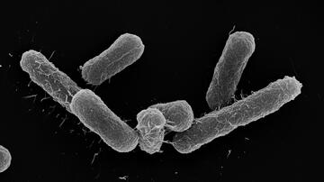 Einzelne E. coli-Stäbchenbakterien in elektronenmikroskopischer Aufnahme