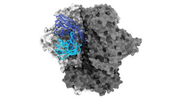 Structural representation of the binding of antibody 04_A06 to the HIV-1 surface protein