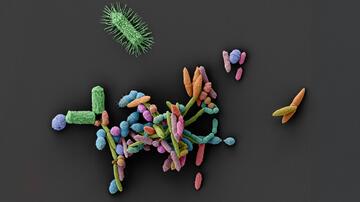Microscopic image of a diverse community of gut bacteria in various shapes and artificially colored hues on a dark background.