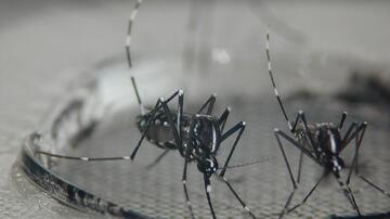 The Asian Tiger mosquito transmits the tropical chikungunya virus.